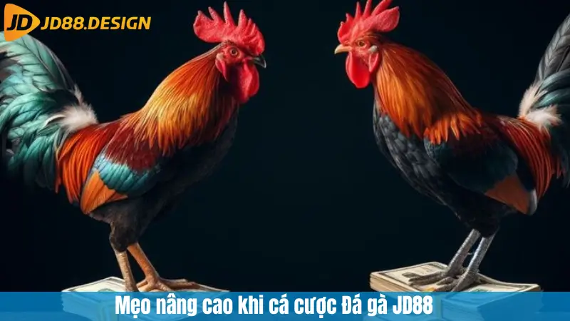 Mẹo nâng cao khi cá cược Đá gà JD88